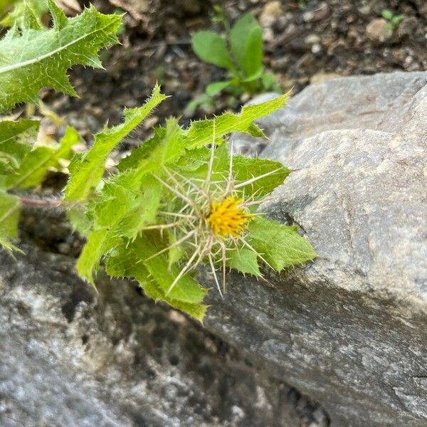 Centaurea benedicta Flower