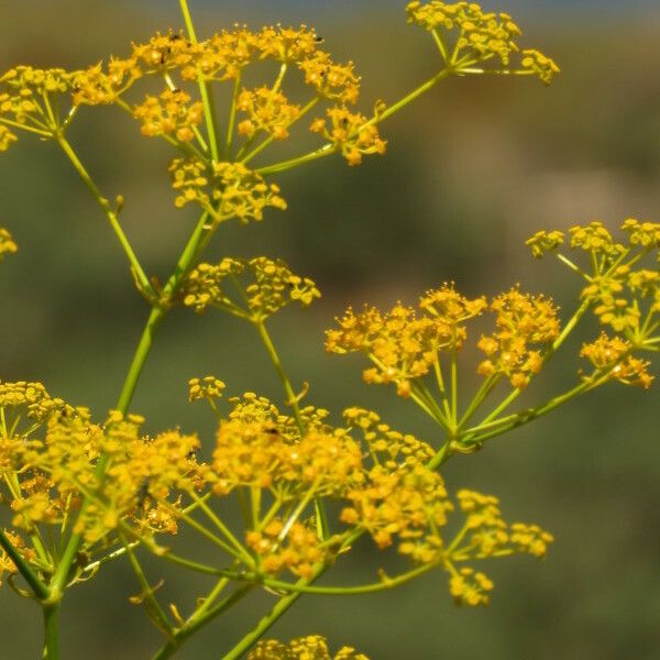 Opopanax chironium Агульны выгляд