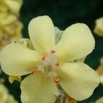 Verbascum pulverulentum Flor