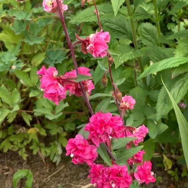 Clarkia unguiculata Цвят