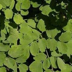 Thalictrum aquilegiifolium ഇല