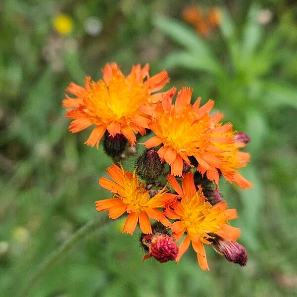 Pilosella aurantiaca പുഷ്പം