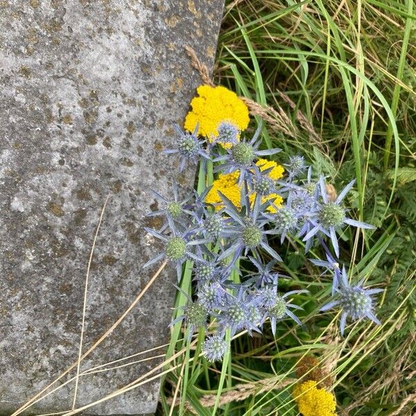 Eryngium planum 花