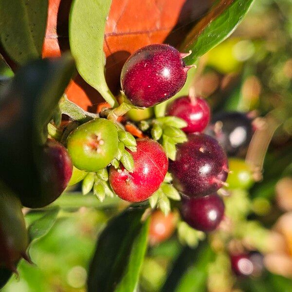 Sarcococca confusa Gyümölcs