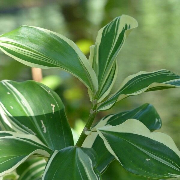 Hellenia speciosa Folha