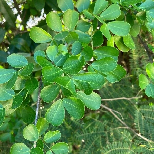 Haematoxylum campechianum ᱥᱟᱠᱟᱢ