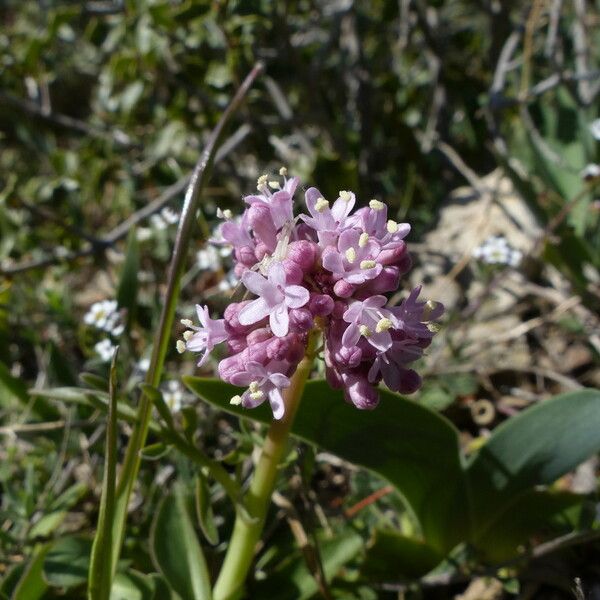 Valeriana tuberosa Flower