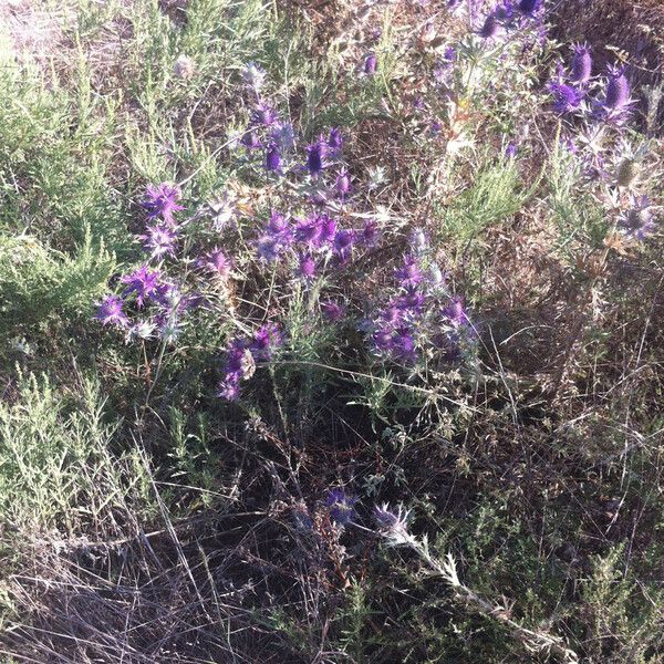 Eryngium leavenworthii Συνήθη χαρακτηριστικά