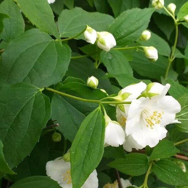 Philadelphus coronarius Flor