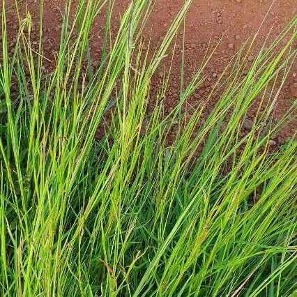 Heteropogon contortus Levél