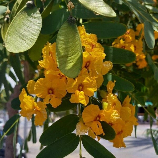 Tipuana tipu Flower