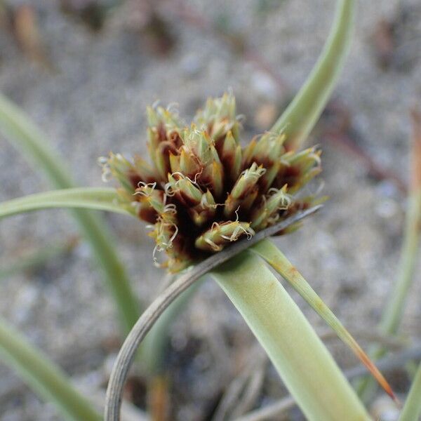 Cyperus capitatus Other