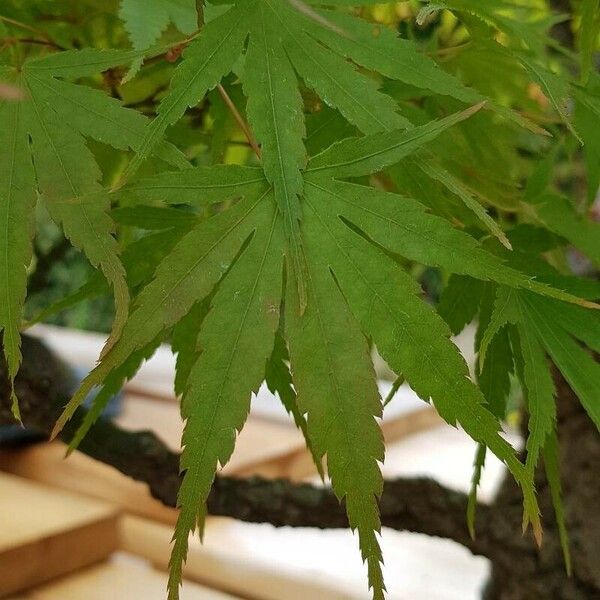 Acer palmatum Feuille