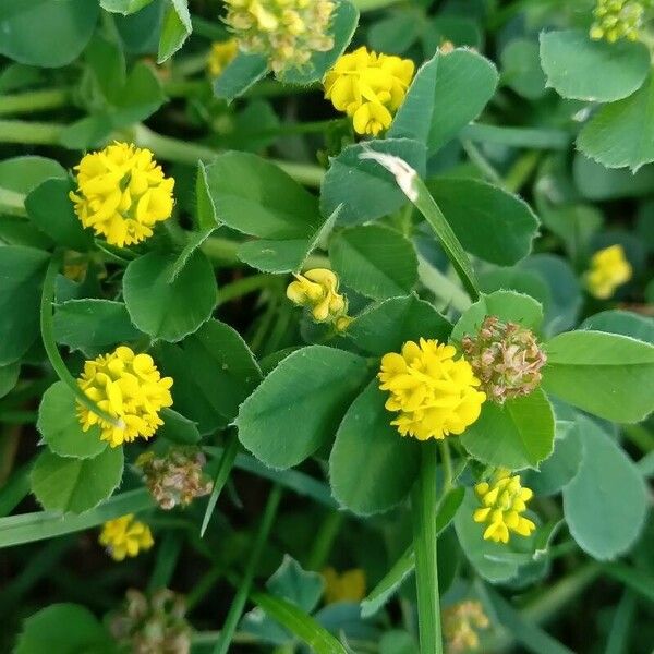 Medicago lupulina 花