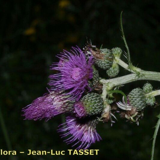 Cirsium x subalpinum Çiçek