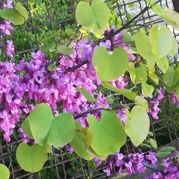 Cercis siliquastrum Leaf