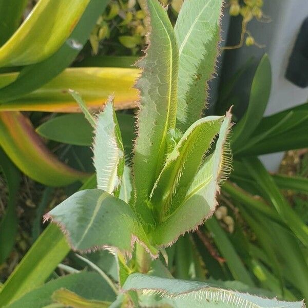 Lactuca virosa Leaf