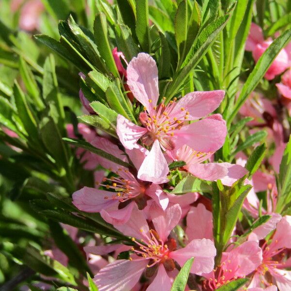 Prunus tenella Fleur