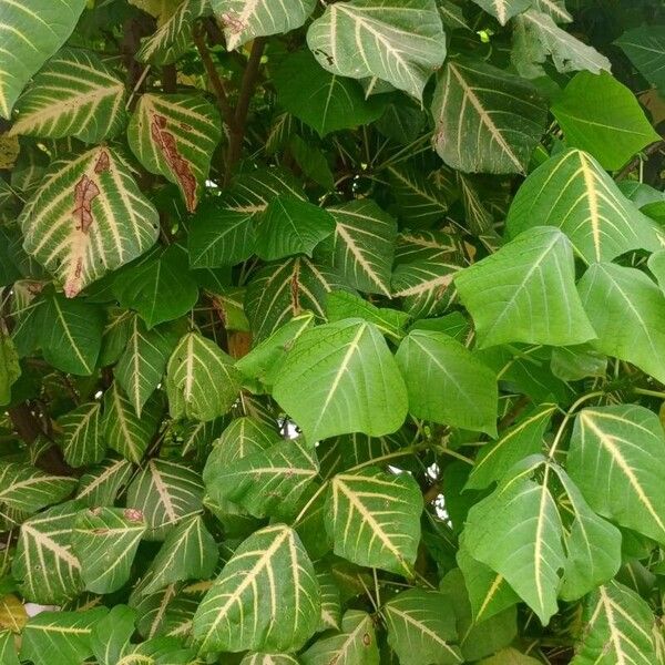 Erythrina variegata Folio