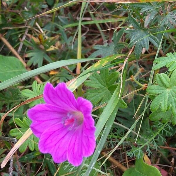 Geranium sanguineum ফুল