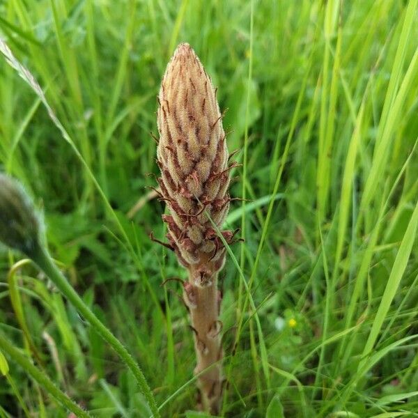 Orobanche elatior Blomma