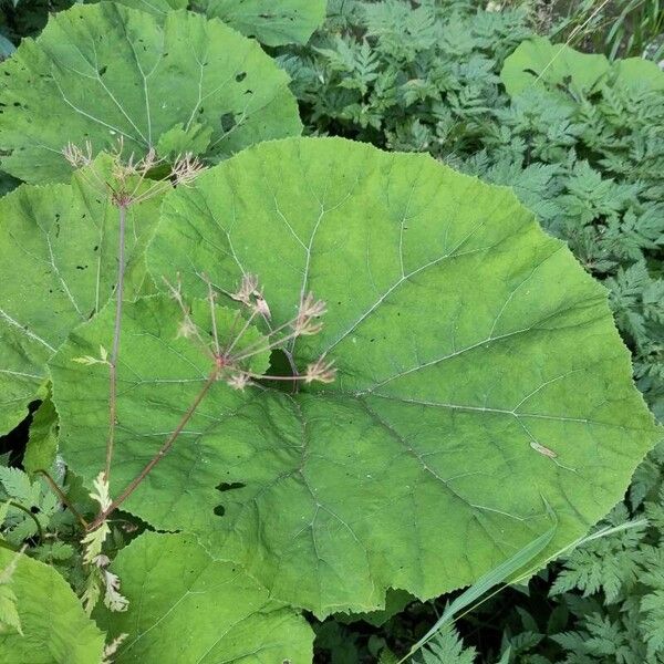 Petasites hybridus List