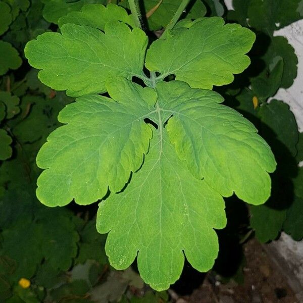 Chelidonium majus Leaf