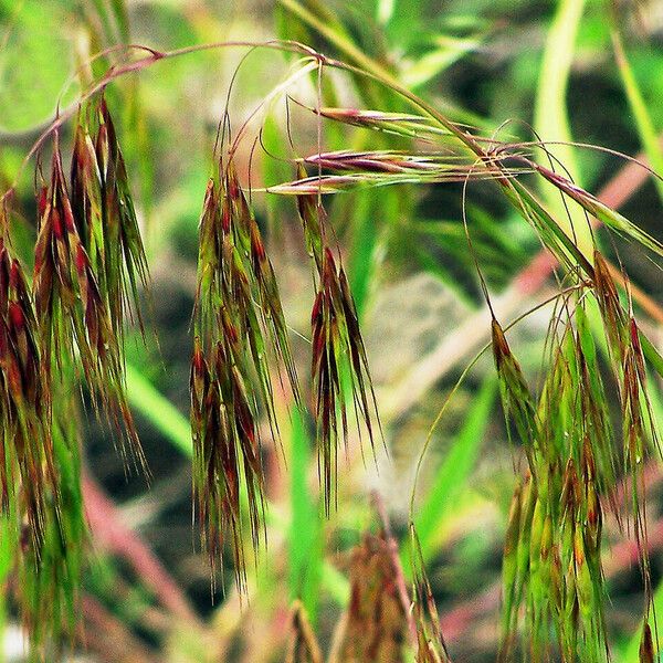 Anisantha sterilis Квітка