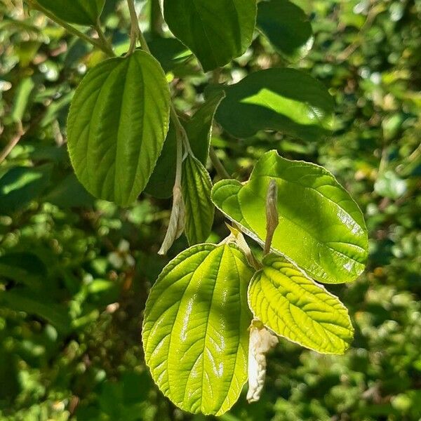 Gliricidia sepium Leaf