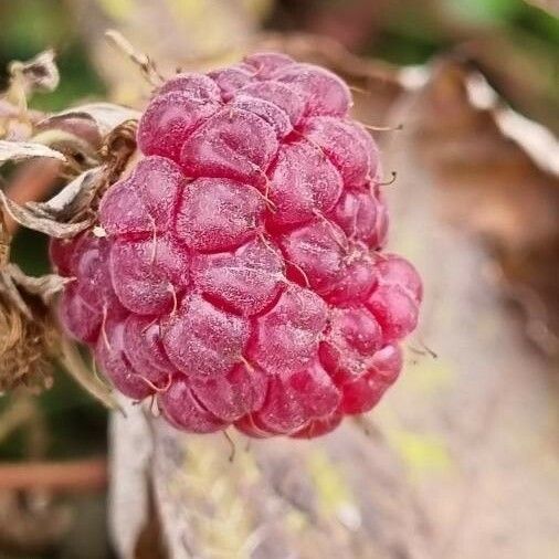 Rubus idaeus Fruit