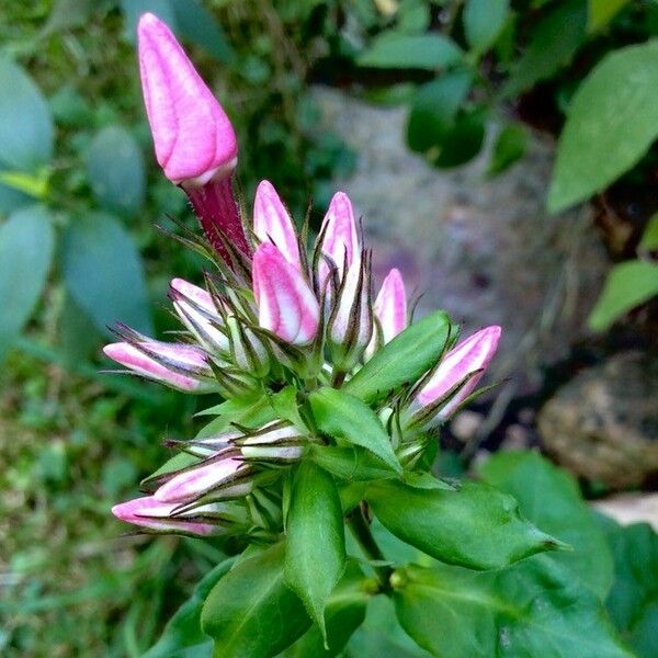 Phlox paniculata Flors