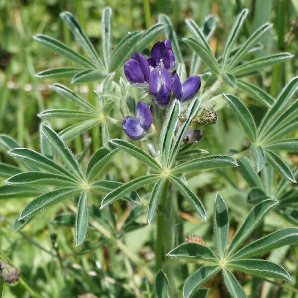 Lupinus angustifolius Cvet