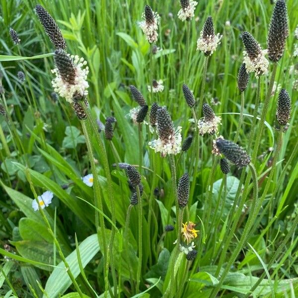 Plantago argentea Staniste