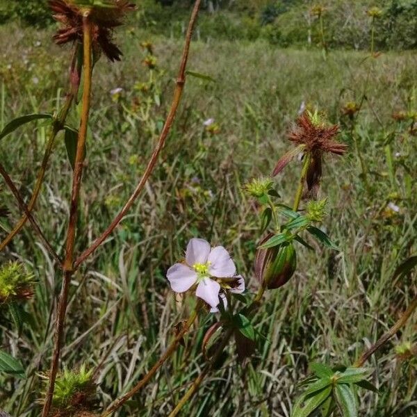 Pterolepis glomerata Flower