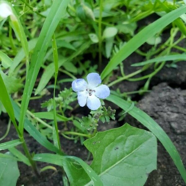 Nemophila phacelioides Цвят