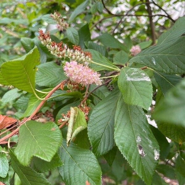 Clethra alnifolia Flower