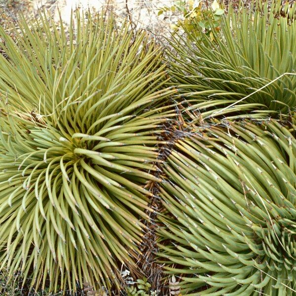 Agave stricta ഇല