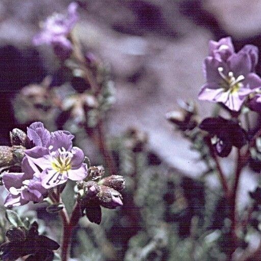 Polemonium pulcherrimum Flower