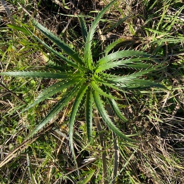 Eryngium horridum Leaf