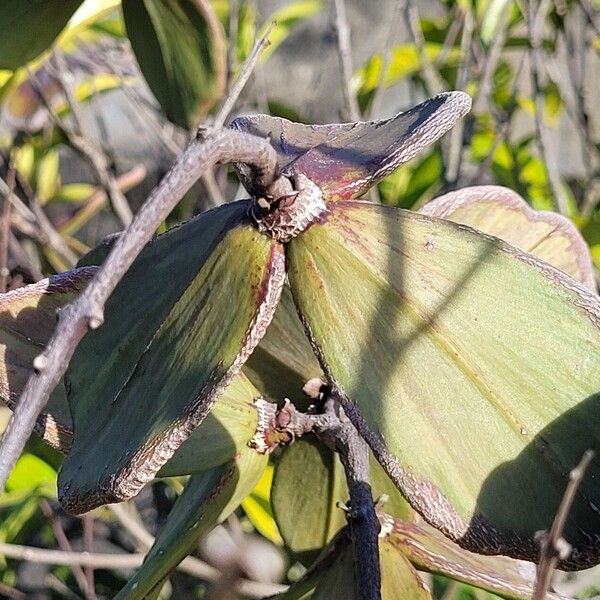 Prionostemma aspera Ліст