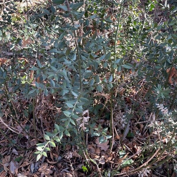 Ruscus aculeatus Celota