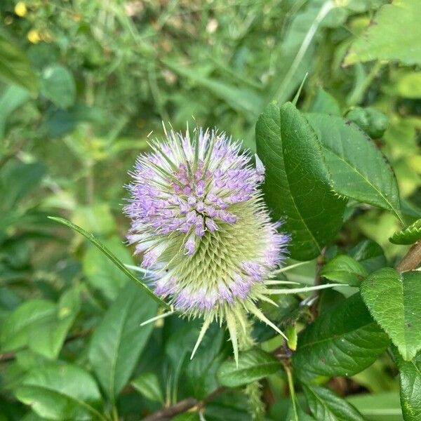 Dipsacus sativus Flower