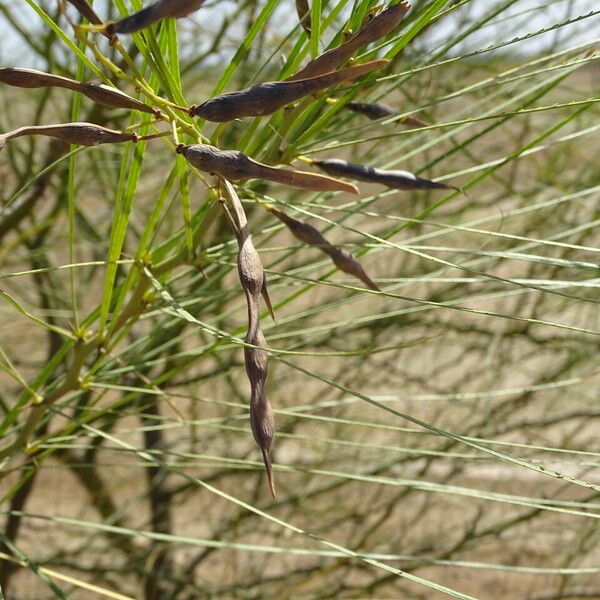 Parkinsonia aculeata Fruit