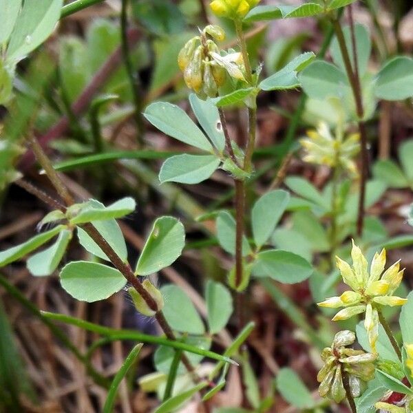 Trifolium dubium Folha