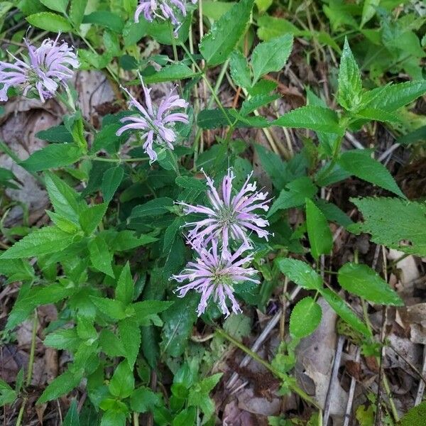 Monarda fistulosa ফুল