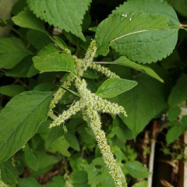 Amaranthus spinosus Feuille