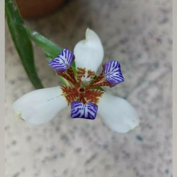 Neomarica gracilis Flower