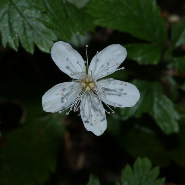 Rubus pedatus Flower