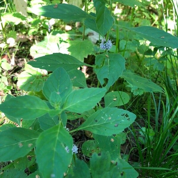 Mentha arvensis Plante entière