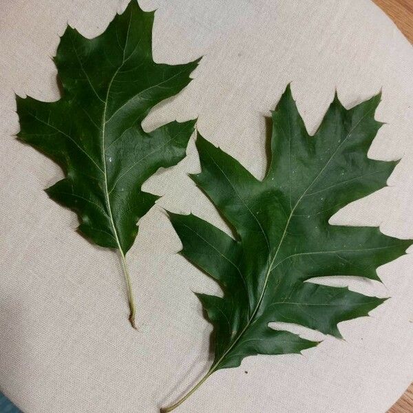 Quercus rubra Leaf